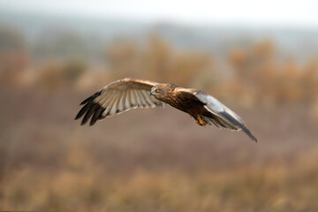Adult male Western marsh harrier flying in a wetland on a cold winter day with fog
