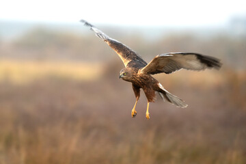 Adult male Western marsh harrier flying in a wetland on a cold winter day with fog