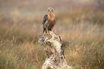 Adult male Western Marsh Harrier at his favorite perch at first light on a foggy morning on a cold winter day
