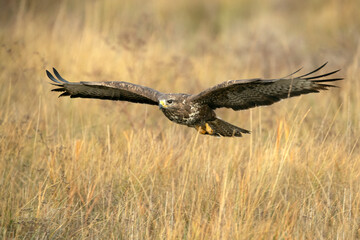 Common buzzard flies with the first lights of a winter day