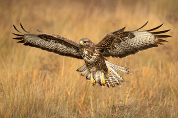 Common buzzard flies with the first lights of a winter day - obrazy, fototapety, plakaty