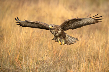 Common buzzard flies with the first lights of a winter day