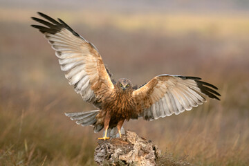 Western marsh harrier male flying at first light of sunrise