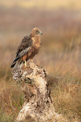 Adult male Western Marsh Harrier at his favorite perch at first light on a foggy morning on a cold winter day