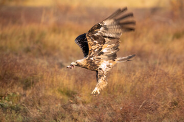 Spanish Imperial Eagle of 4 years flying with the first lights of a day of winter with very little light