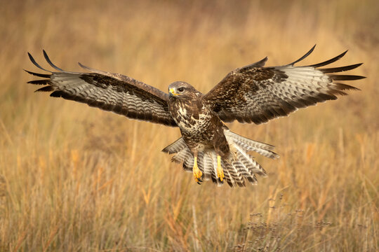 Common buzzard flies with the first lights of a winter day