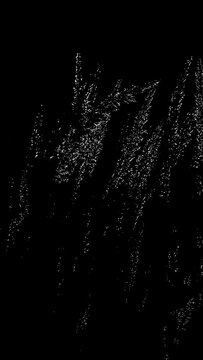 Vertical dark grass in the vind video banner