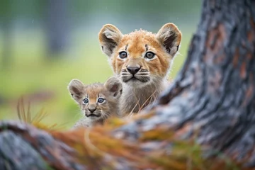 Foto op Canvas puma mother with cub under pine tree © primopiano