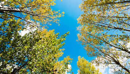 Looking up on clear blue sky with yellow poplar trees