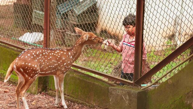 The deer are fed leaves inside the wire fence , A boy feeding a deer ,
Deer at the zoo