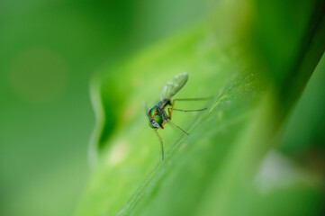 Closeup photo of long-legged fly on a leaf in the garden. Selective focus of fly.