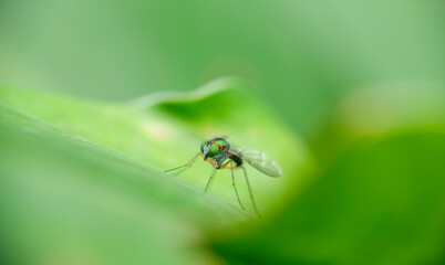 Closeup photo of long-legged fly on a leaf in the garden. Selective focus of fly.