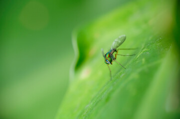 Closeup photo of long-legged fly on a leaf in the garden. Selective focus of fly.