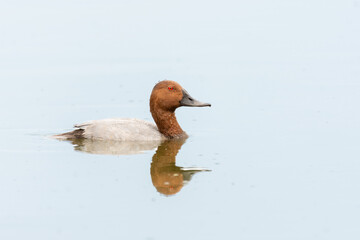 Close-up of male of the common pochard (Aythya ferina), brown and grey duck swimming in a pond
