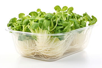 Fresh sprouts of kohlrabi in plastic bowl isolated on white background
