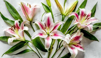 beautiful lilies on white background top view
