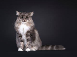 Majestic blue with white Norwegian Forestcat, sitting up facing front. Looking towards camera with angry expression and flat ears. Isolated on a black background.