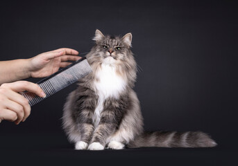 Majestic blue with white Norwegian Forestcat, sitting up facing front. Looking to humand hands...