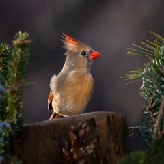 female cardinal on perch
