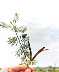 Desmanthus illinoensis, commonly known as Illinois bundleflower, prairie-mimosa or prickleweed. Beautiful sky background.
