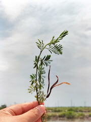 Desmanthus illinoensis, commonly known as Illinois bundleflower, prairie-mimosa or prickleweed....