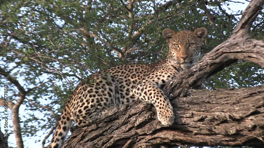 Poster a leopard in a tree looking at the camera.