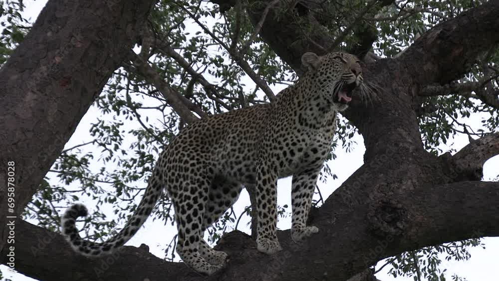 Poster a leopard in tree moving about and looking around and smelling the leaves.