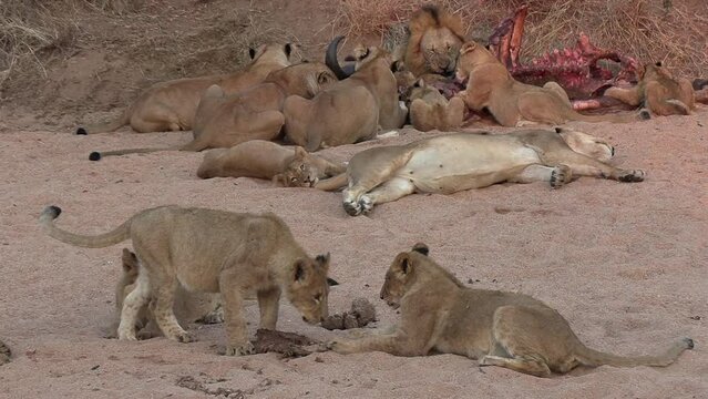Lion cubs play while the adults feast on a kill in the background.