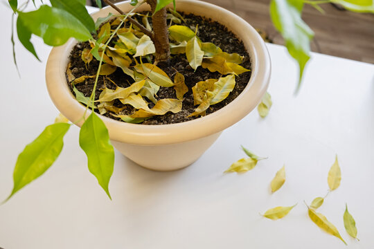 Ficus benjamina Monique in a flower pot. Yellow fallen leaves close-up. Seasonal diseases of ficus.
