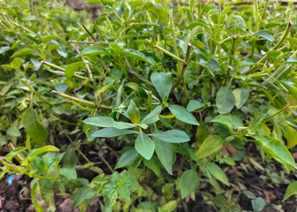 Selective focus. Basil plants in rice fields. Besides the leaves are suitable for fresh vegetables, they are also beneficial for health.
