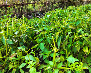 Selective focus. Basil plants in rice fields. Besides the leaves are suitable for fresh vegetables, they are also beneficial for health.

