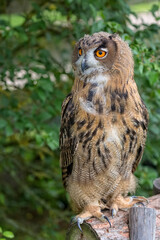 eagle owl a portrait