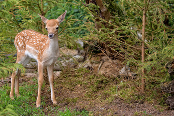 Naklejka na ściany i meble Young fallow deer in the forest