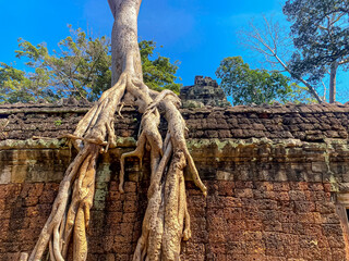 Ta Prohm, a mysterious temple of the Khmer civilization, located on the territory of Angkor in...