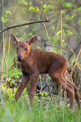 Young moose in the forest