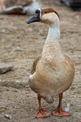 Goose on the farm
