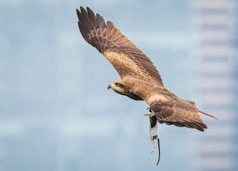Black Kite carrying a rat