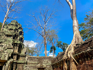 Ta Prohm, a mysterious temple of the Khmer civilization, located on the territory of Angkor in...