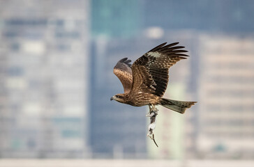 Black Kite carrying a Rat