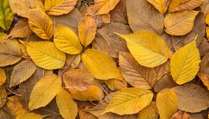 Fototapeta na wymiar organic autumn background texture of colored autumnal leaves top view nature surface yellow brown foliage as natural seasonal pattern fall aesthetic photography with macro leaves with veins