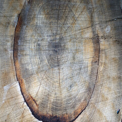 The texture of the wood, sawed the barrel, a wooden texture for the background
