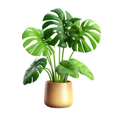 3D Monstera Plant in Pot Isolated On Transparent Background - obrazy, fototapety, plakaty