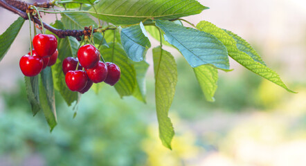 Her red fruit on the cherry branch