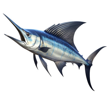 3D Blue Marlin Fish Isolated On Transparent Background