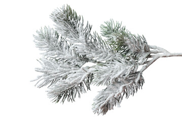 Frosty Christmas tree branch isolated on transparent background. Winter holiday design element