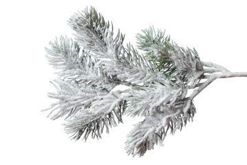 Frosty Christmas tree branch isolated on transparent background. Winter holiday design element