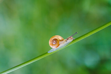 A small snail crawls along a grass stem. Snail close-up. Spring background, postcard, copy space