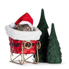 Cute tame rat, sitting in sleigh wearing santa hat. Winter scene with fake trees. Isolated on a white background.
