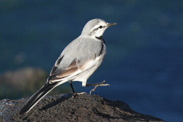 white wagtail in a field