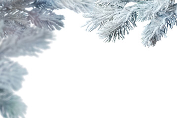 Frosty Christmas tree branches isolated on transparent background. Winter holiday design element